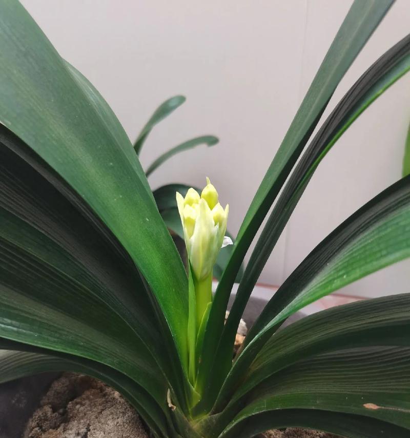 君子兰开花需要哪些条件？如何促进君子兰开花？
