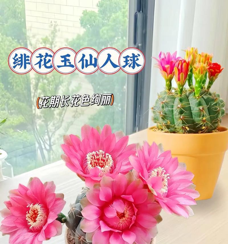 水陆缸种仙人球有什么技巧？如何保证仙人球的健康生长？