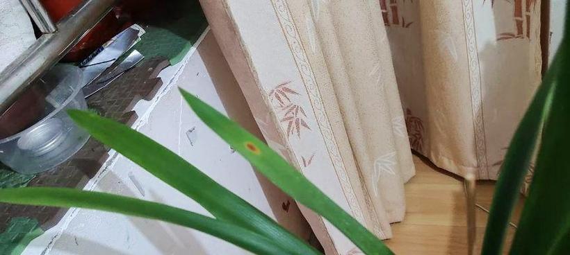 君子兰出现白色絮状斑点是何原因？