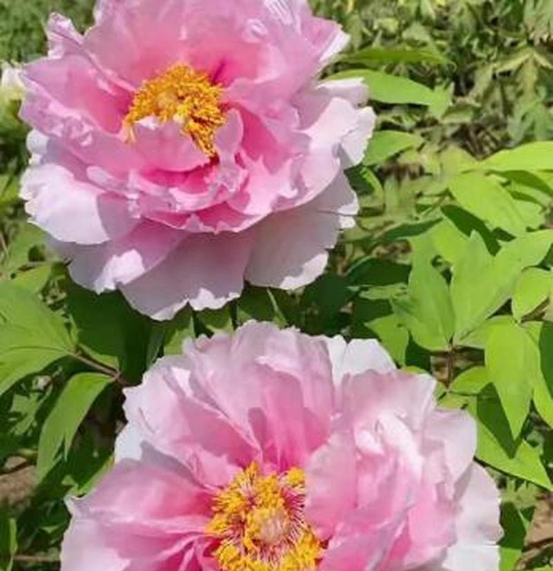 牡丹花在南方种植是否适宜？原因是什么？