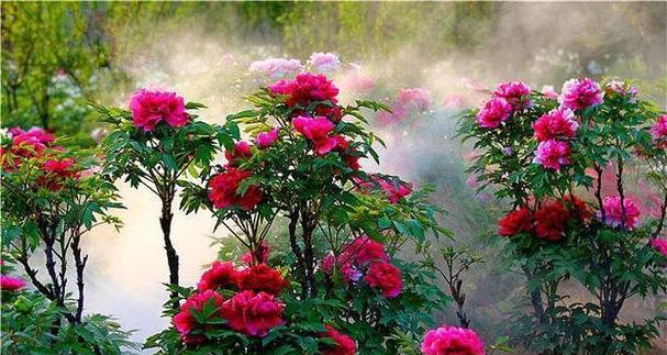 牡丹花在南方种植是否适宜？原因是什么？