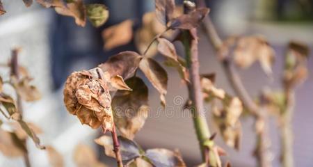 枯萎后的玫瑰花如何恢复生机？