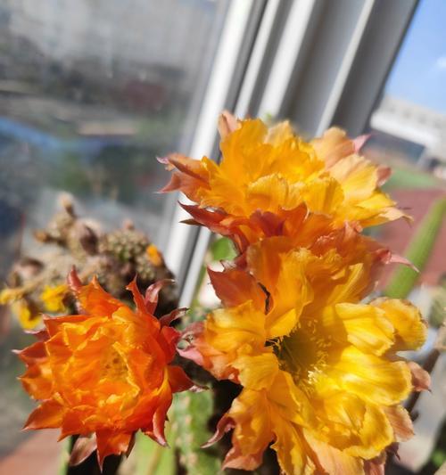 仙人球开花茂盛的条件有哪些？如何创造这些条件？