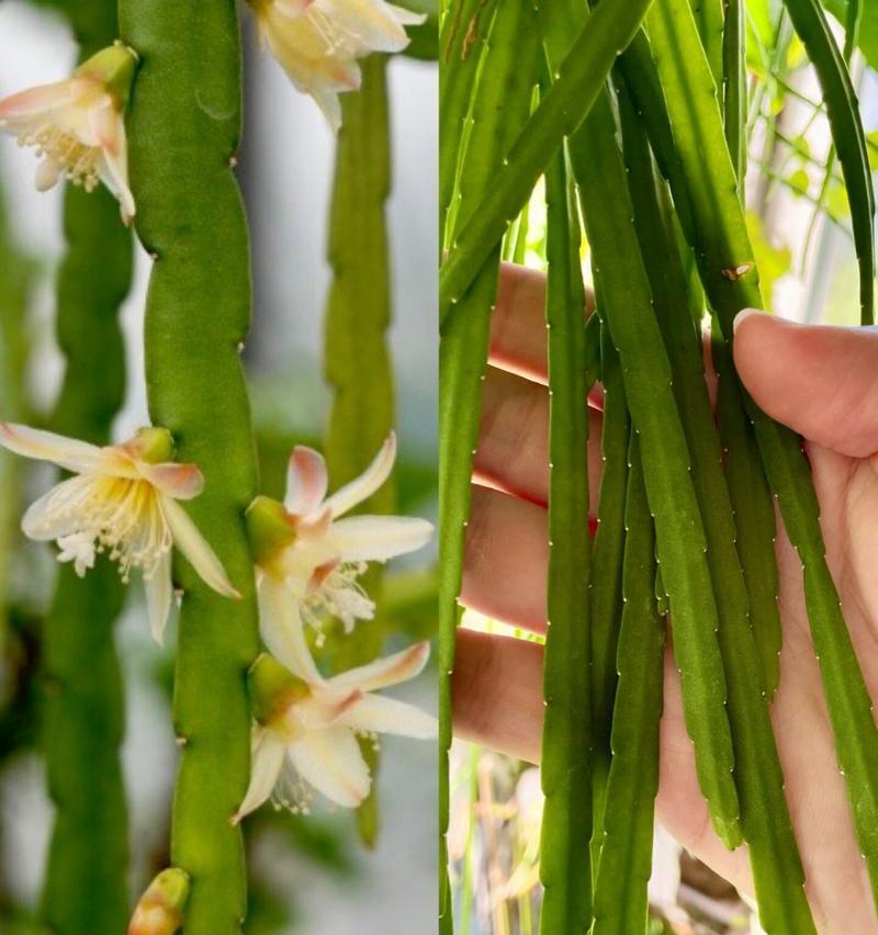 仙人掌去除枝条的正确步骤是什么？