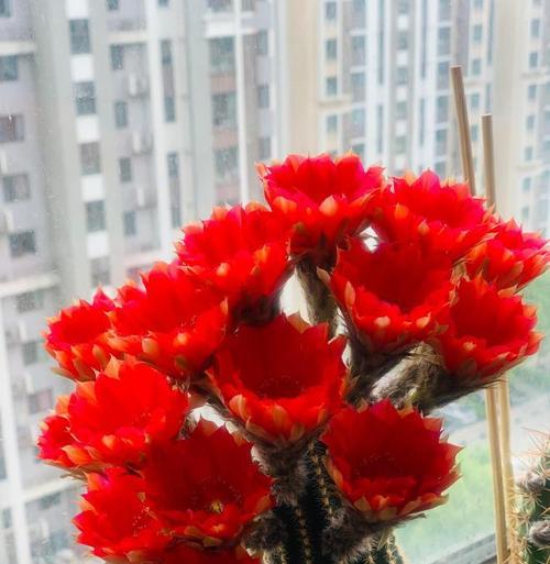 毛花大黄仙人球的养护管理技巧是什么？