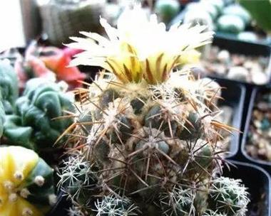 青王仙人球开花后需要做哪些特别处理？