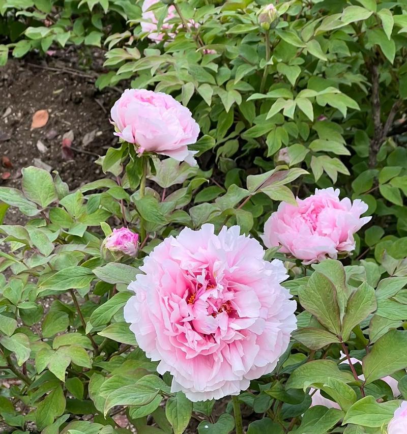 牡丹花打花苞的特征是什么？