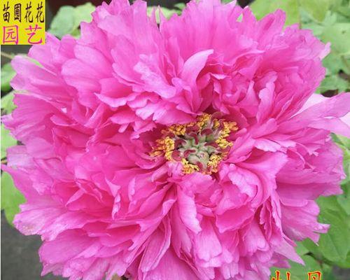 牡丹花打花苞的特征是什么？