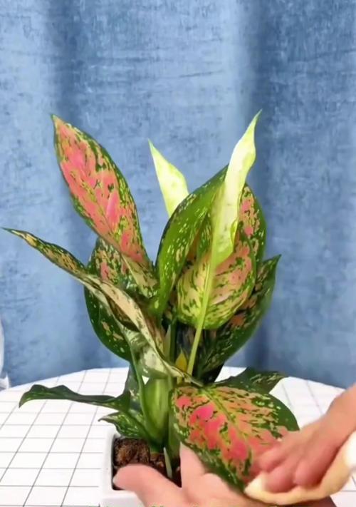 君子兰湖南花鼓好养吗怎么养？适合湖南地区的养护方法是什么？