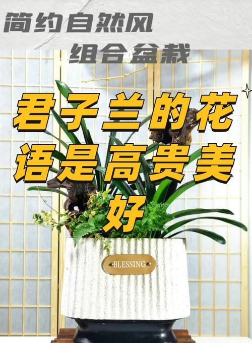 君子兰树皮水培的正确方法是什么？如何保持水质清洁？