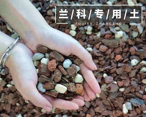君子兰树皮水培的正确方法是什么？如何保持水质清洁？