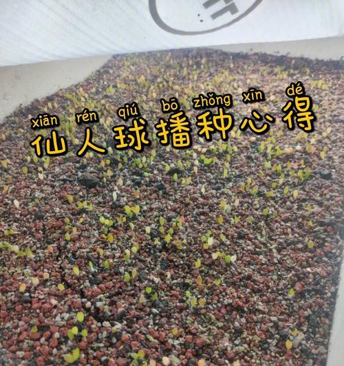 仙人球种植的详细教程图解在哪里？