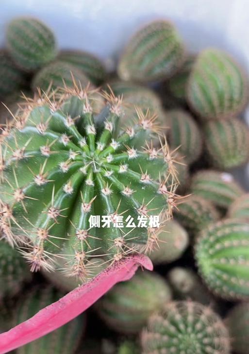 仙人球种植的详细教程图解在哪里？