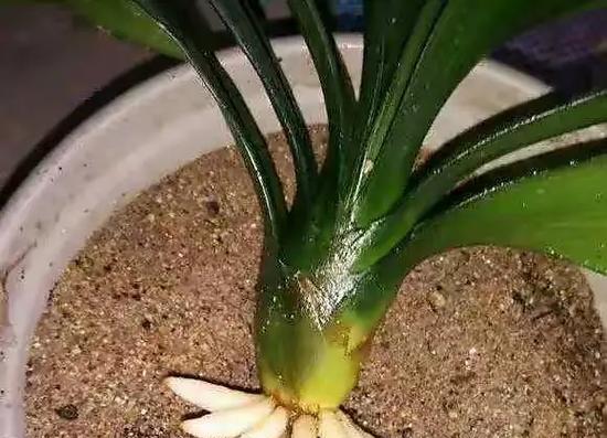 特大盆开花君子兰的浇水技巧是什么？如何避免浇水不当？