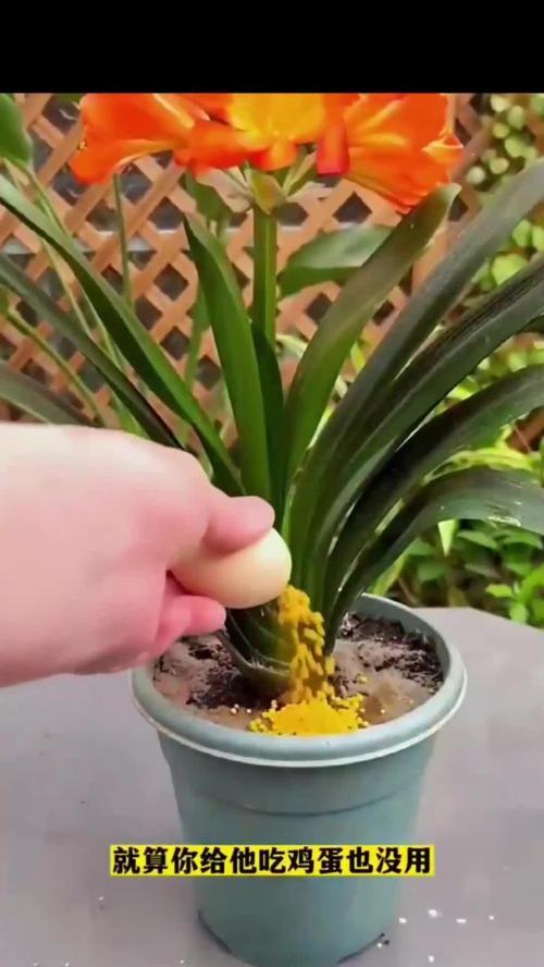 盆景君子兰不开花怎么办？