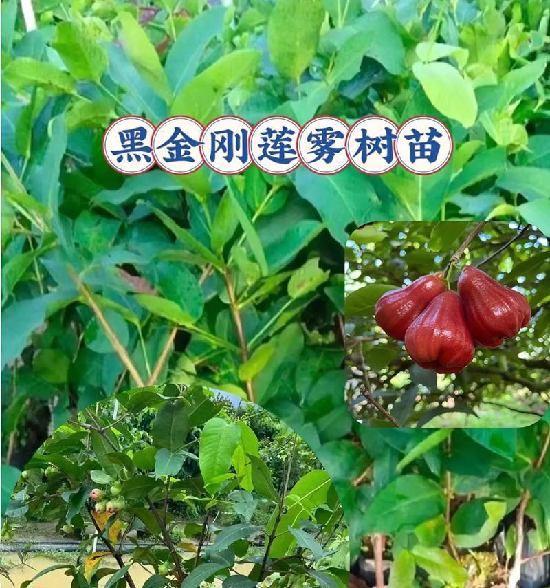 仙人球与莲雾树的区别在哪里？