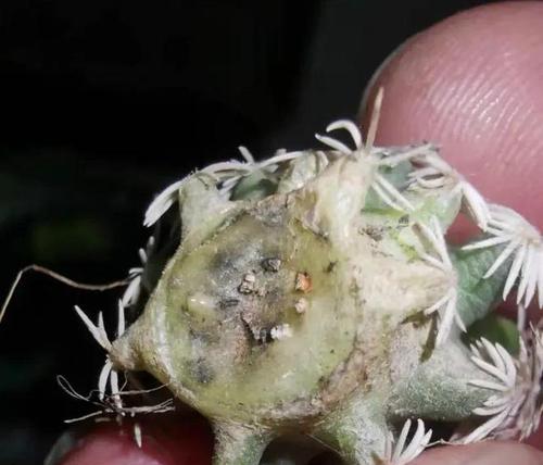 不使用种子种植仙人球的方法是什么？