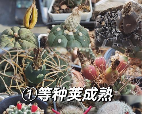不使用种子种植仙人球的方法是什么？