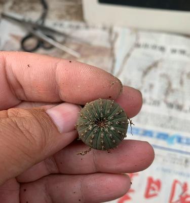 不使用种子种植仙人球的方法是什么？