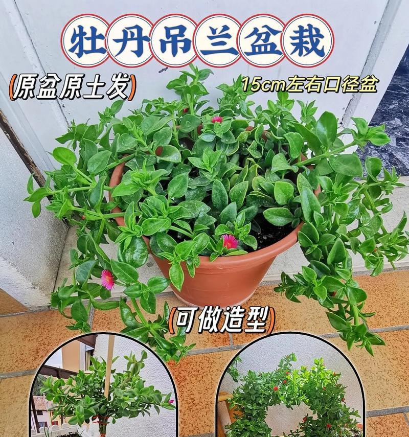 牡丹花浇水的正确方法是什么？如何快速促进芽的生长？