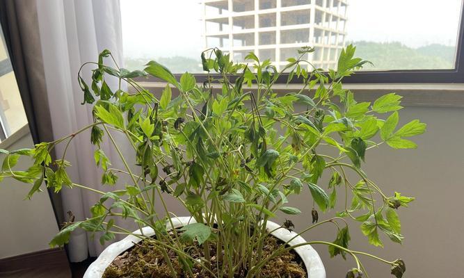 牡丹花浇水的正确方法是什么？如何快速促进芽的生长？