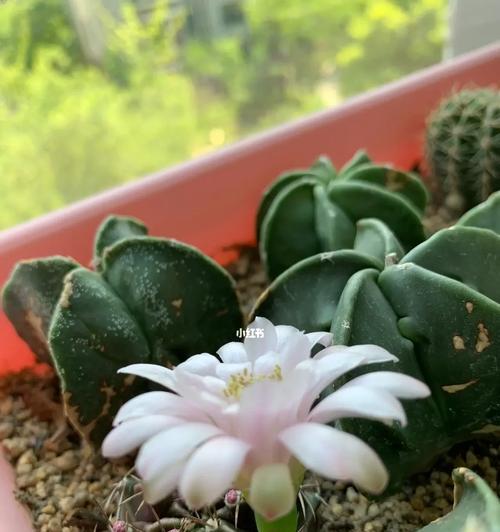 牡丹花冬天已经开花怎么办？如何处理？