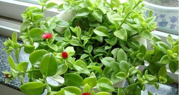 牡丹花冬天已经开花怎么办？如何处理？