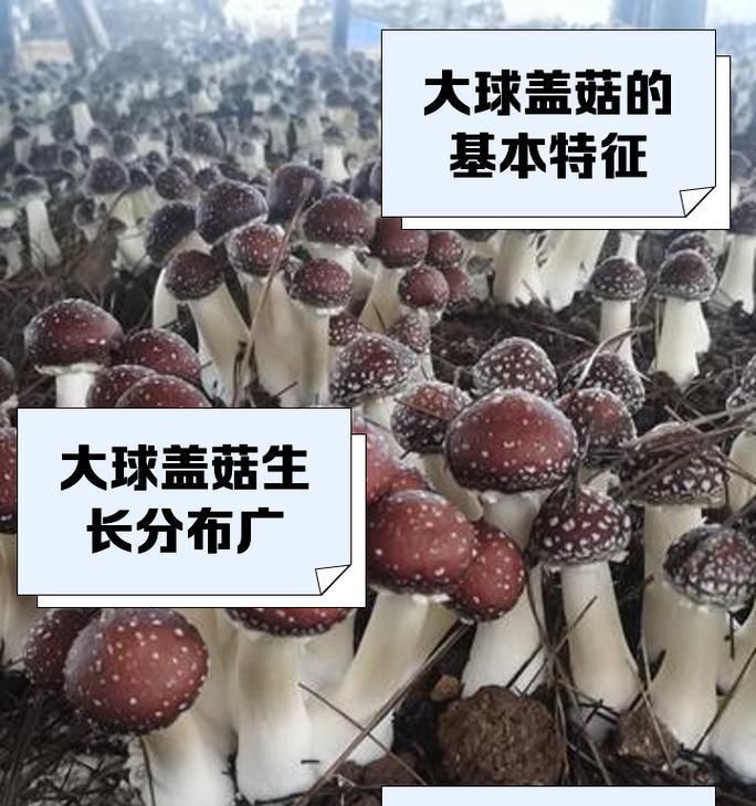 陶瓷蘑菇仙人球的养殖方法是什么？