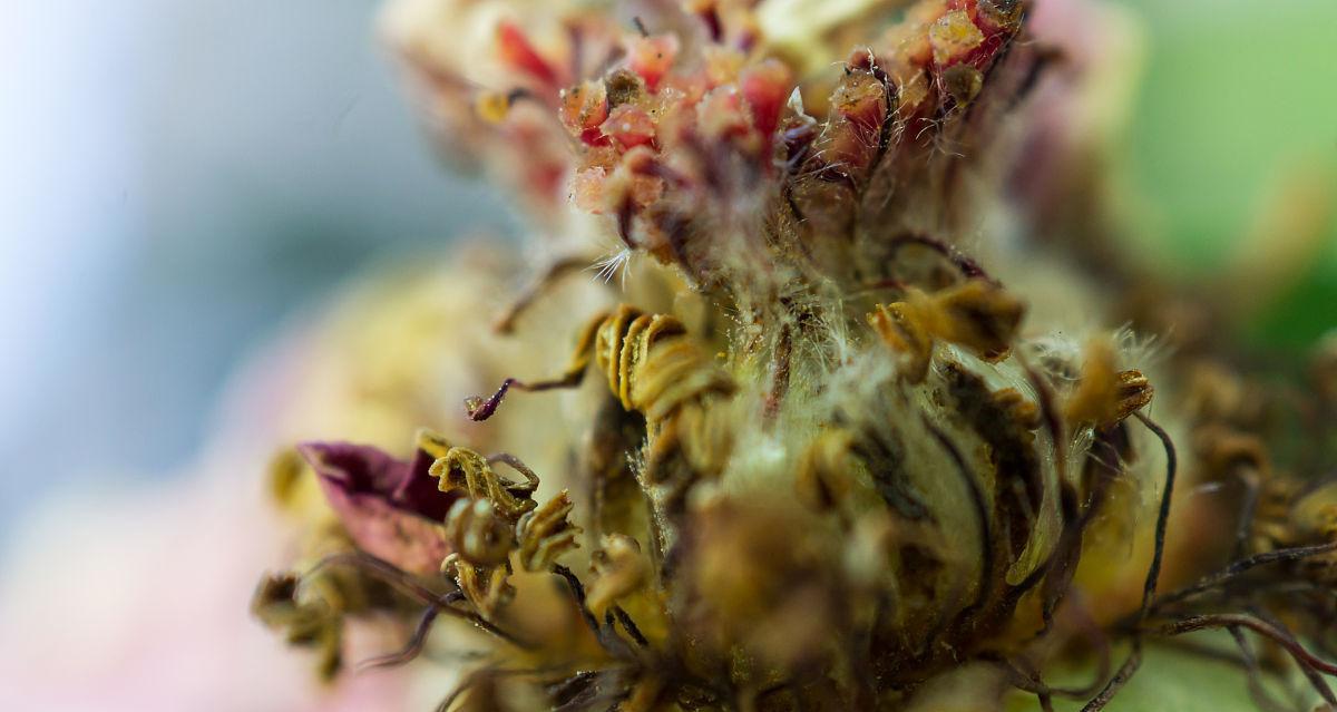 玫瑰花腐烂发黄的常见原因有哪些？