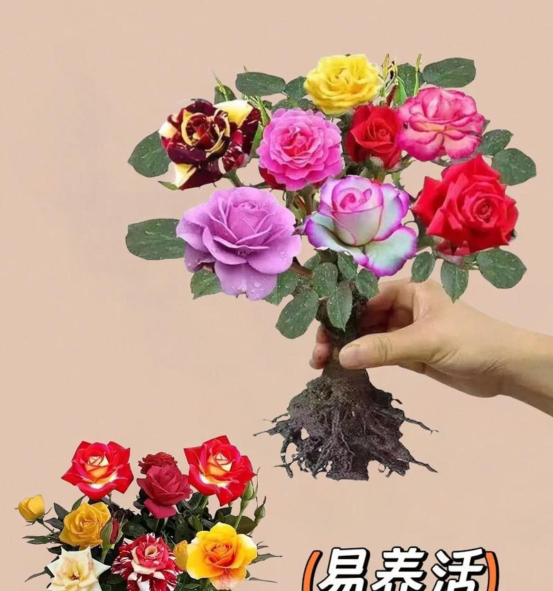 收到的玫瑰花如何养殖？需要注意哪些事项？