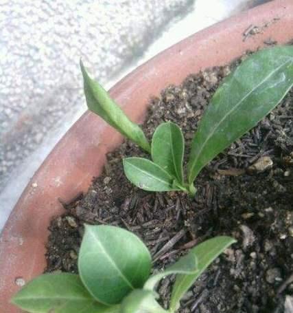 玫瑰花再次发芽需要哪些条件？