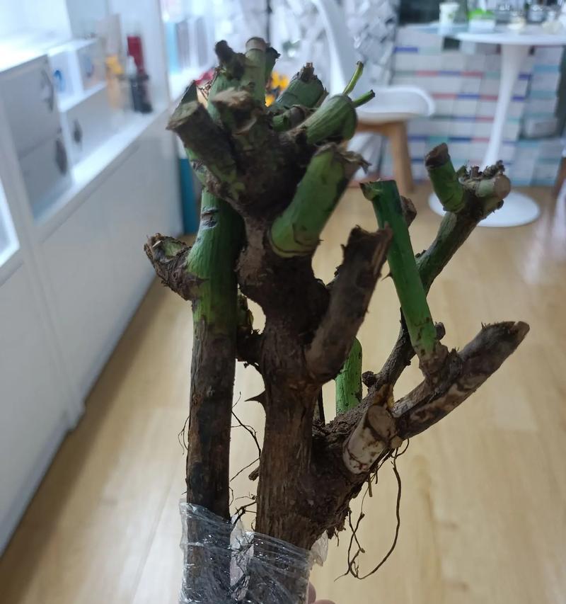 玫瑰花再次发芽需要哪些条件？