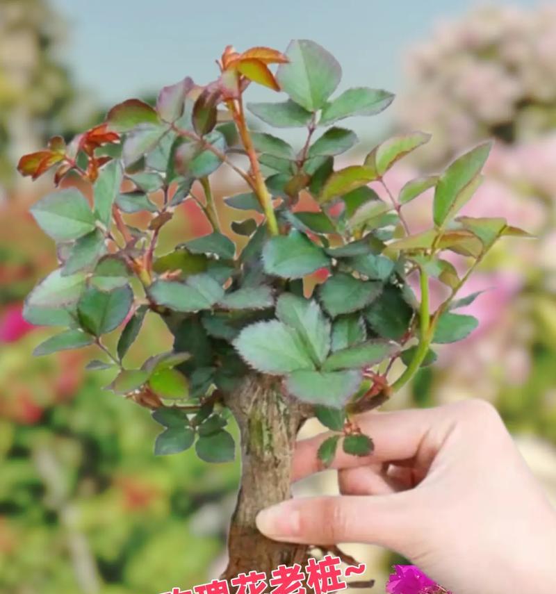 如何挑选适合种植的玫瑰花品种？
