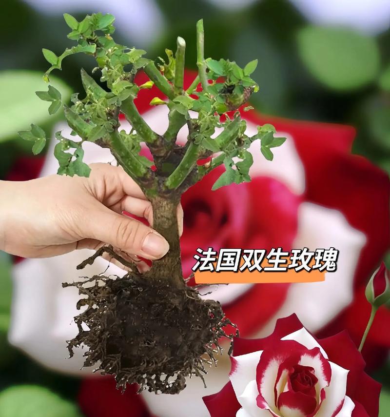 如何挑选适合种植的玫瑰花品种？