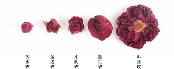 如何挑选适合种植的玫瑰花品种？