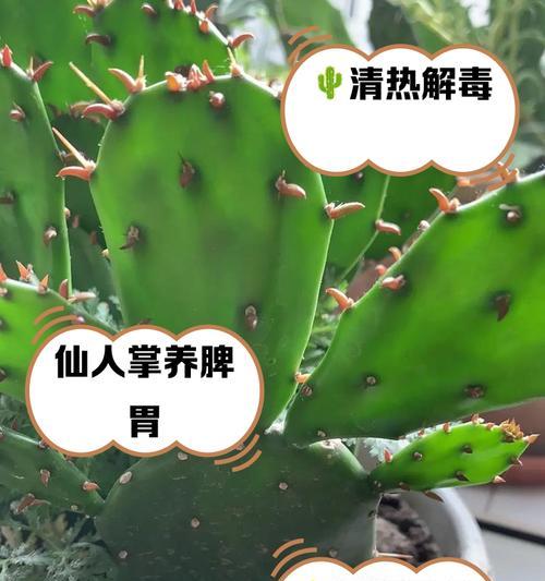 火山口旁边的仙人掌种植技巧是什么？如何适应极端环境？