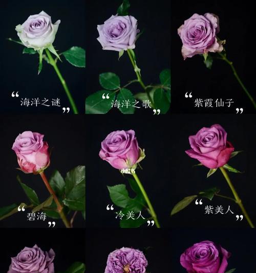 新品种玫瑰花的价格是多少？如何评估其价值？