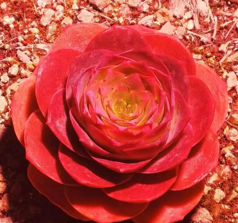 新品种玫瑰花的价格是多少？如何评估其价值？
