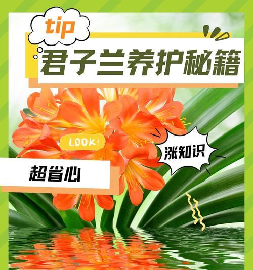 刚栽培的君子兰怎么养护和管理？正确的养护步骤是什么？