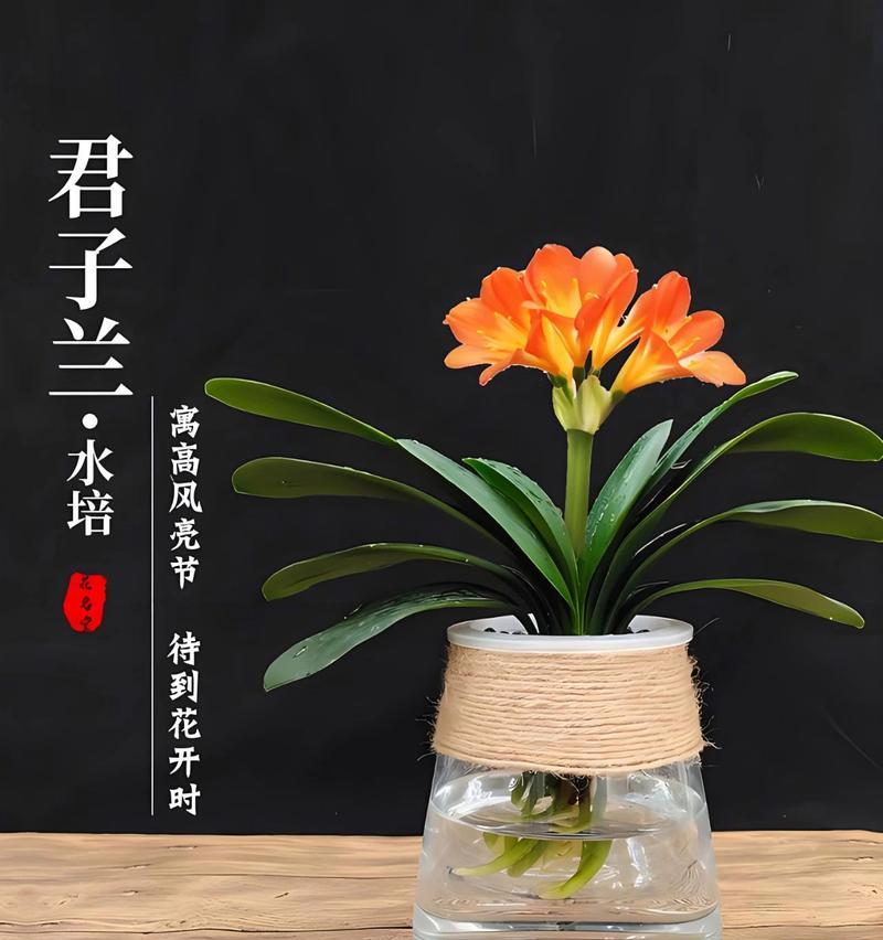 刚栽培的君子兰怎么养护和管理？正确的养护步骤是什么？