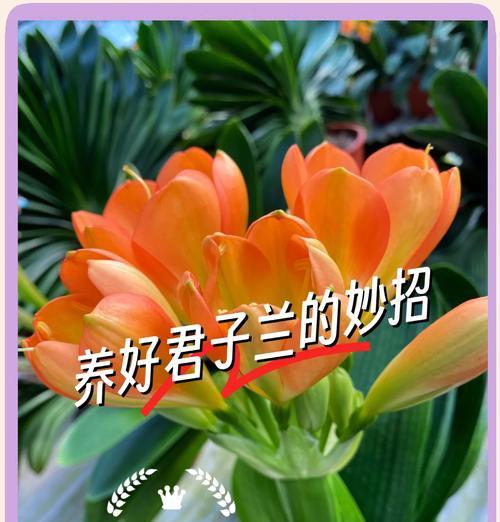 刚栽培的君子兰怎么养护和管理？正确的养护步骤是什么？