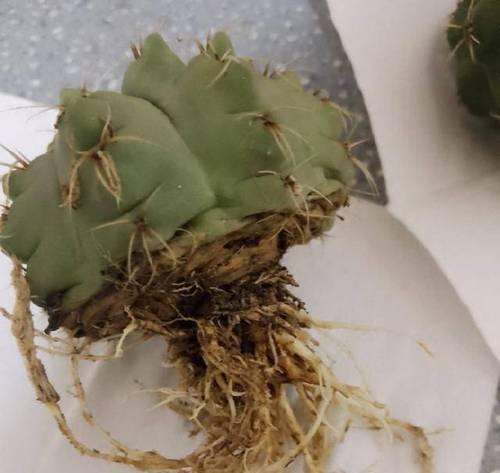仙人球配土的秘诀是什么？怎样配土才能促进开花？