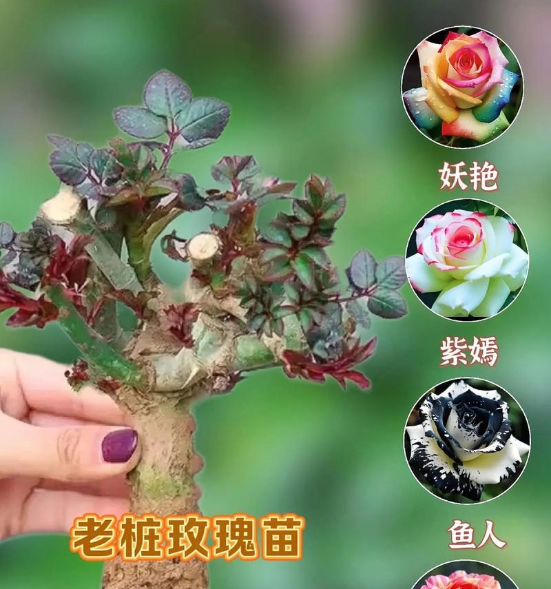 玫瑰花地栽小苗怎么养护？有哪些技巧？