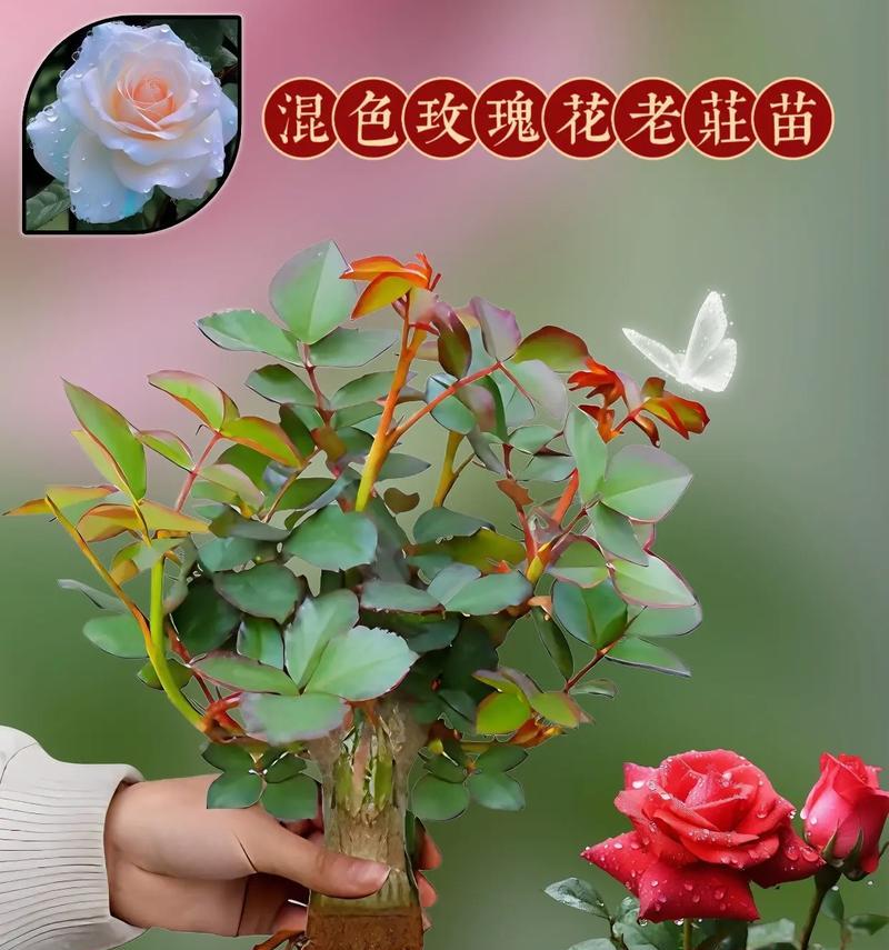 玫瑰花地栽小苗怎么养护？有哪些技巧？