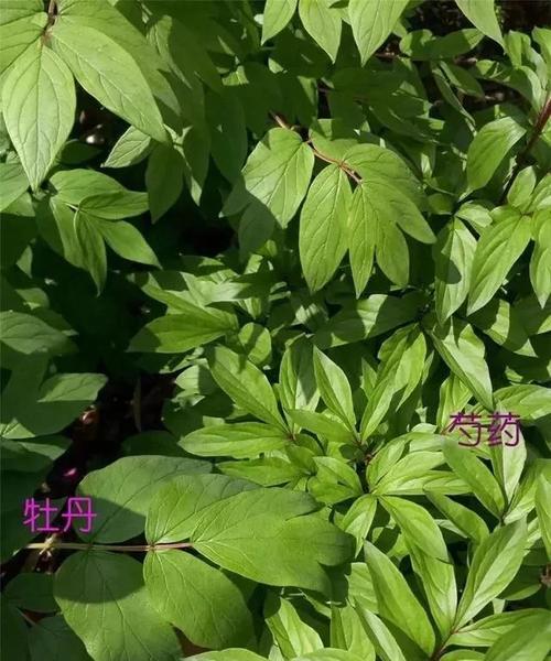 牡丹花叶子的销售渠道有哪些？