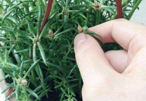 牡丹花叶子的销售渠道有哪些？