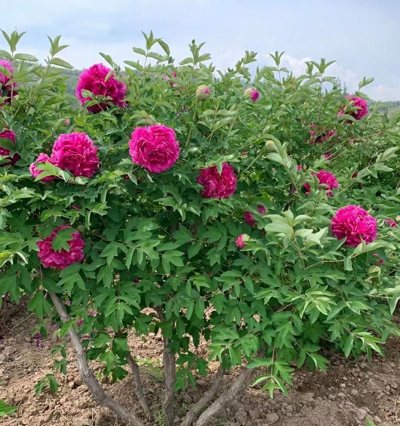浙北地区冬季如何种植和养护牡丹花？