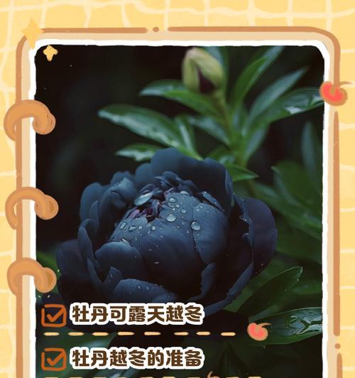 浙北地区冬季如何种植和养护牡丹花？