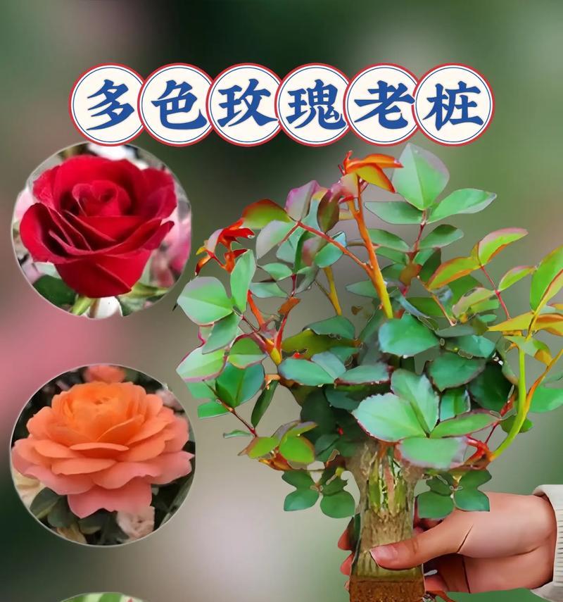 野外抗寒玫瑰花的养殖方法是什么？如何保证其健康生长？