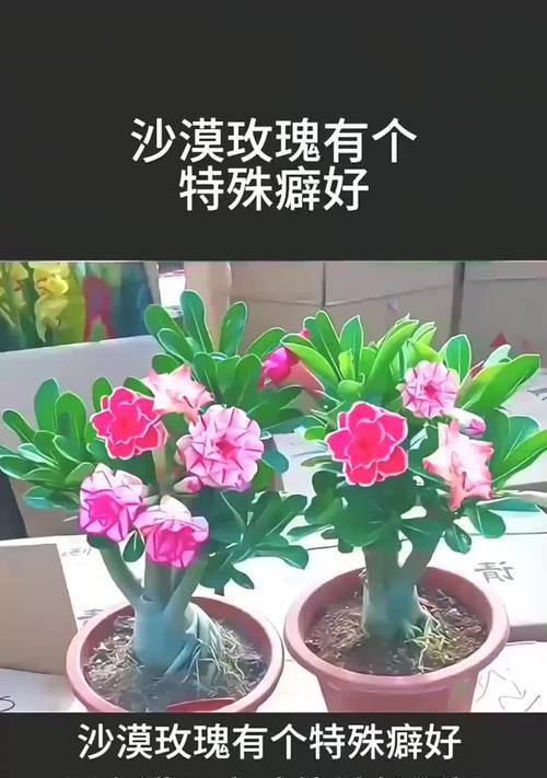 野外抗寒玫瑰花的养殖方法是什么？如何保证其健康生长？